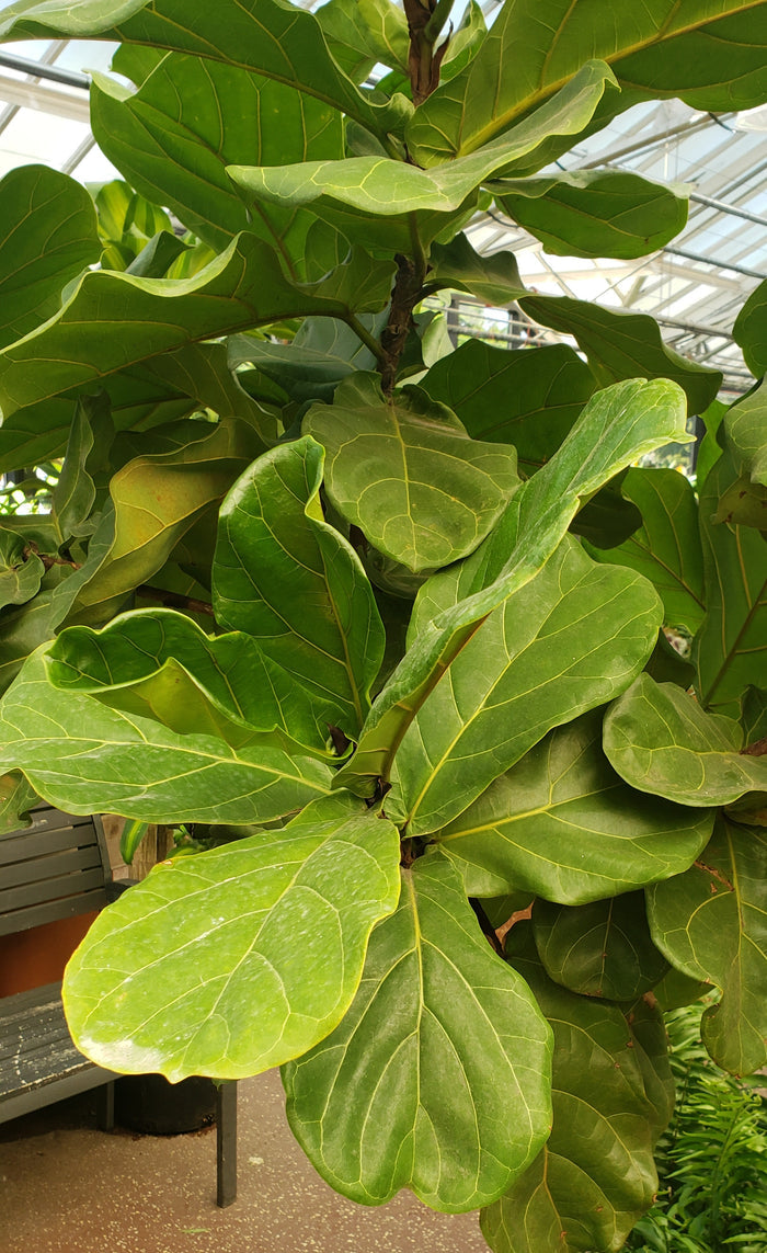 Ficus lyrata (Fiddle Leaf Fig)