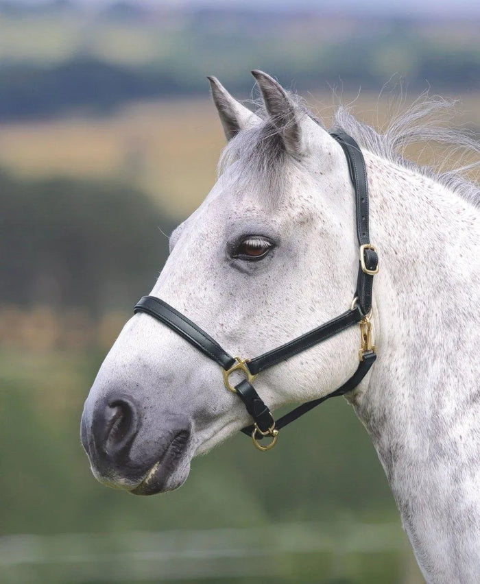 GARA Ragley Lined Leather Headcollar - Black - Cob