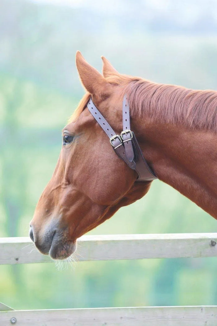 Anti-crib Collar - Austrailian Nut - Cob