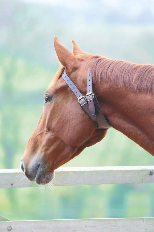 Anti-crib Collar - Austrailian Nut - Cob