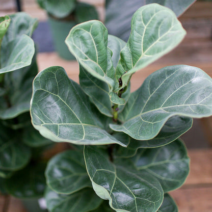 Ficus lyrata (Fiddle Leaf Fig)