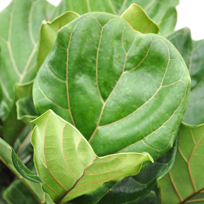 Ficus lyrata (Fiddle Leaf Fig)