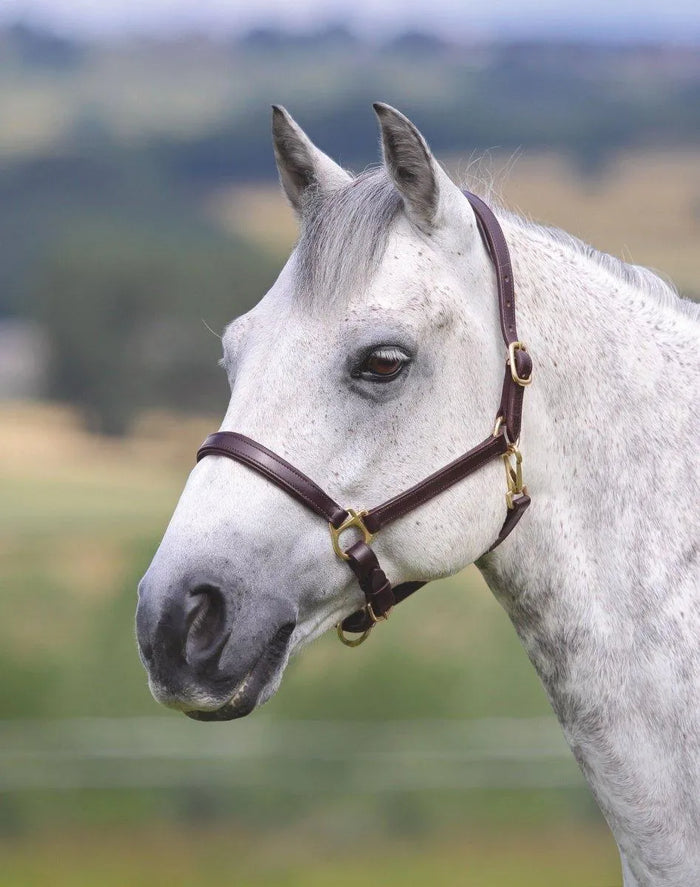 GARA Ragley Lined Leather Headcollar - Black - Cob