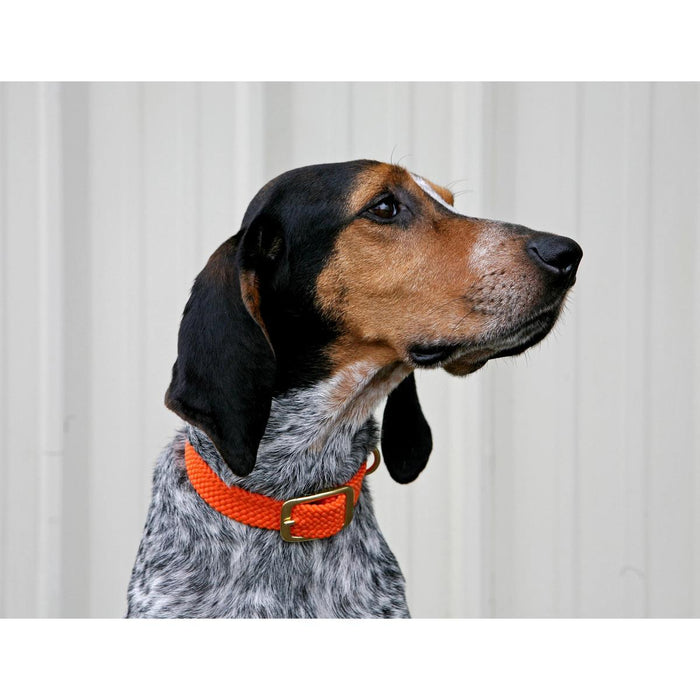 Hound dog wearing a bright orange Mendota double braid collar with a brass buckle against a white background.