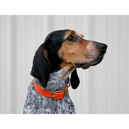 Hound dog wearing a bright orange Mendota double braid collar with a brass buckle against a white background.