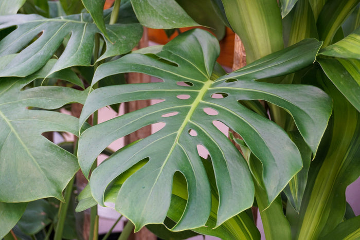 Philodendron