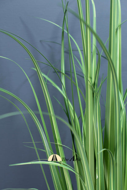 Phormium High Grass Faux Plant, Artificial Plant - theatticdubai.com