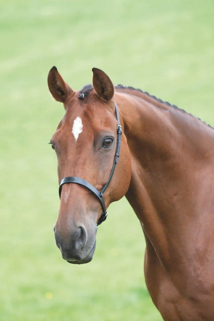 Velociti GARA Cavesson Noseband - Black - Cob
