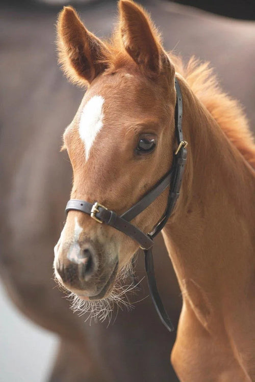 Velociti GARA Leather Foal Slip - Havana - Foal